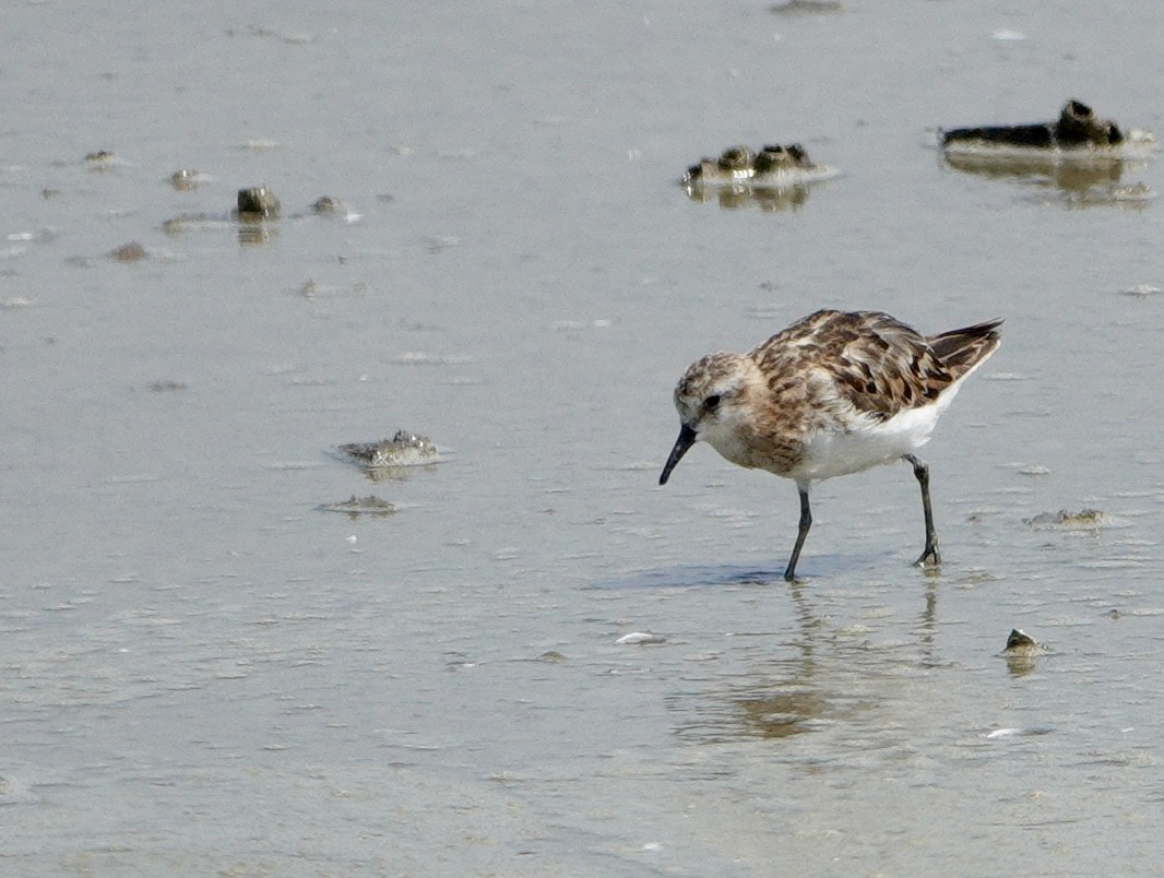 Little Stint - ML642027583