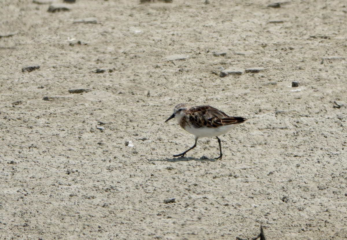 Little Stint - ML642027584