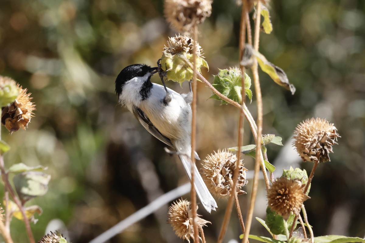 Black-capped Chickadee - ML642027589