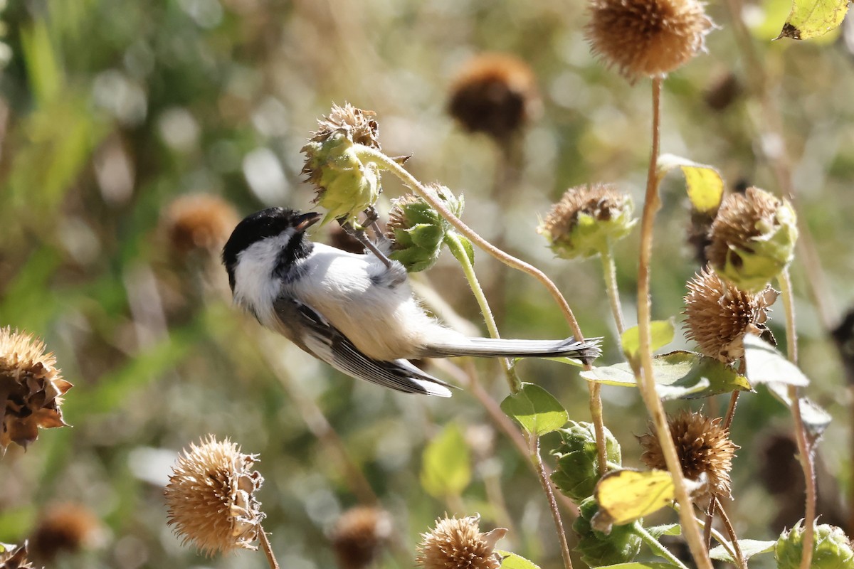 Black-capped Chickadee - ML642027590