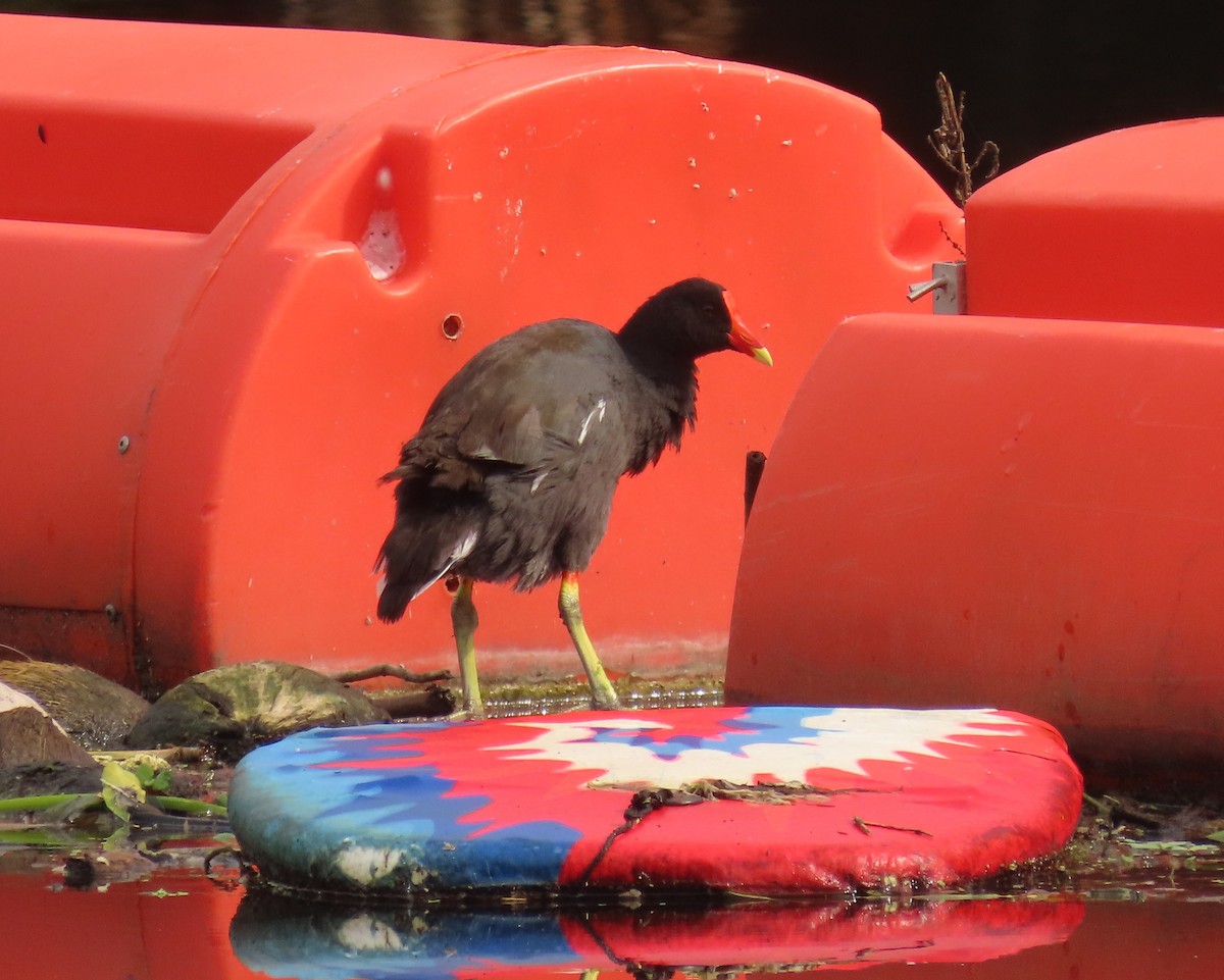 Common Gallinule - ML642027592