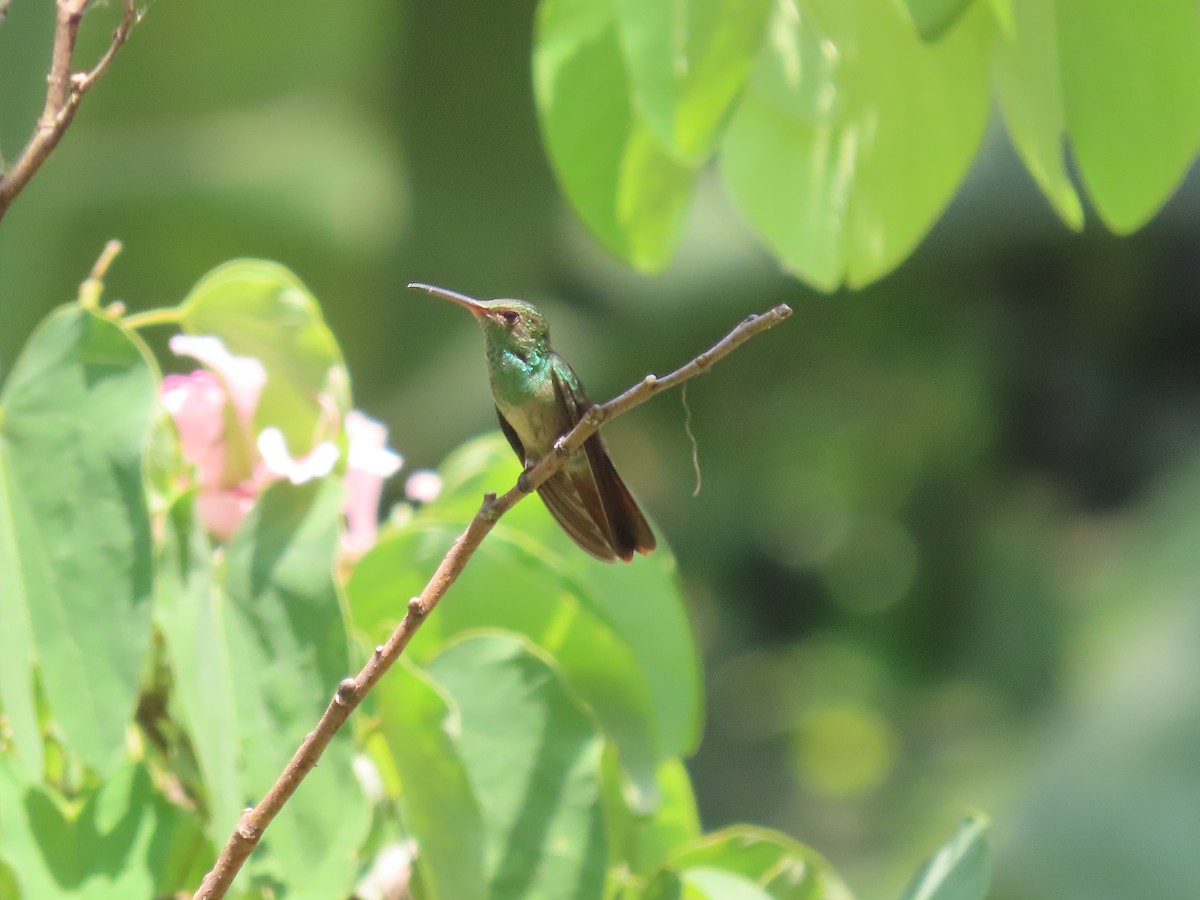 Rufous-tailed Hummingbird - ML642027593