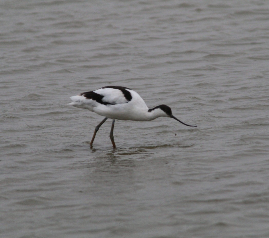 Pied Avocet - ML642027594