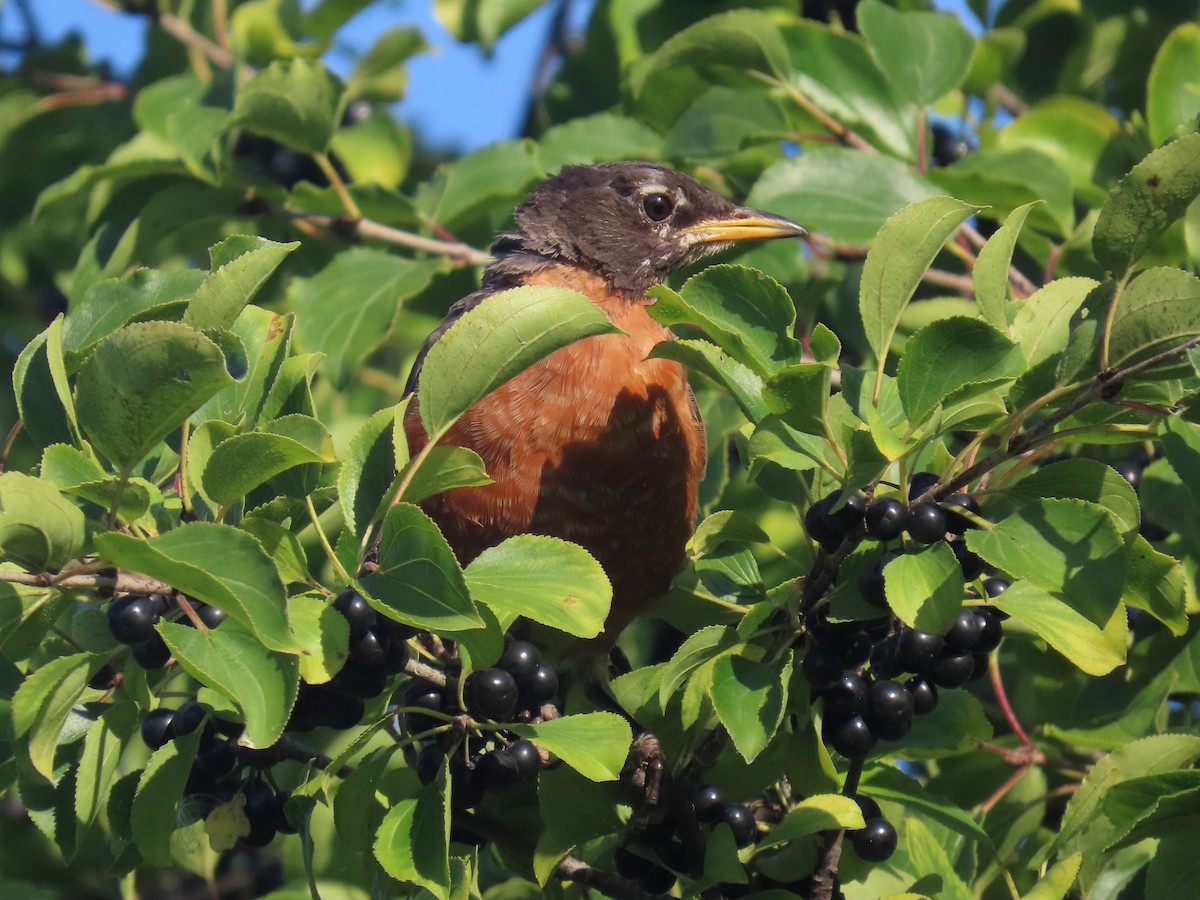 American Robin - ML642027595