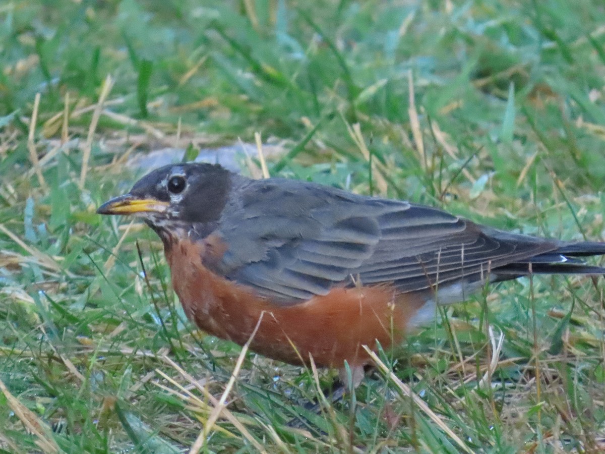 American Robin - ML642027596