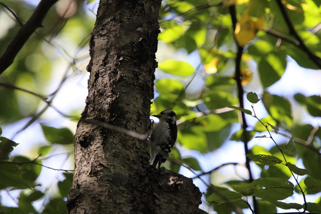 Downy Woodpecker - ML642027597