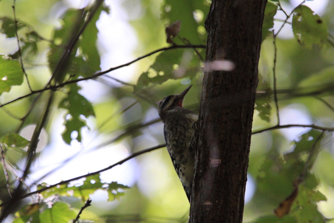 Yellow-bellied Sapsucker - ML642027606