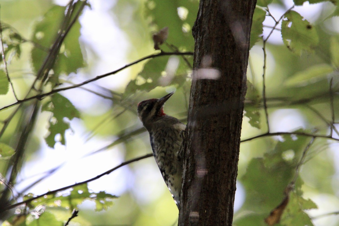 Yellow-bellied Sapsucker - ML642027611