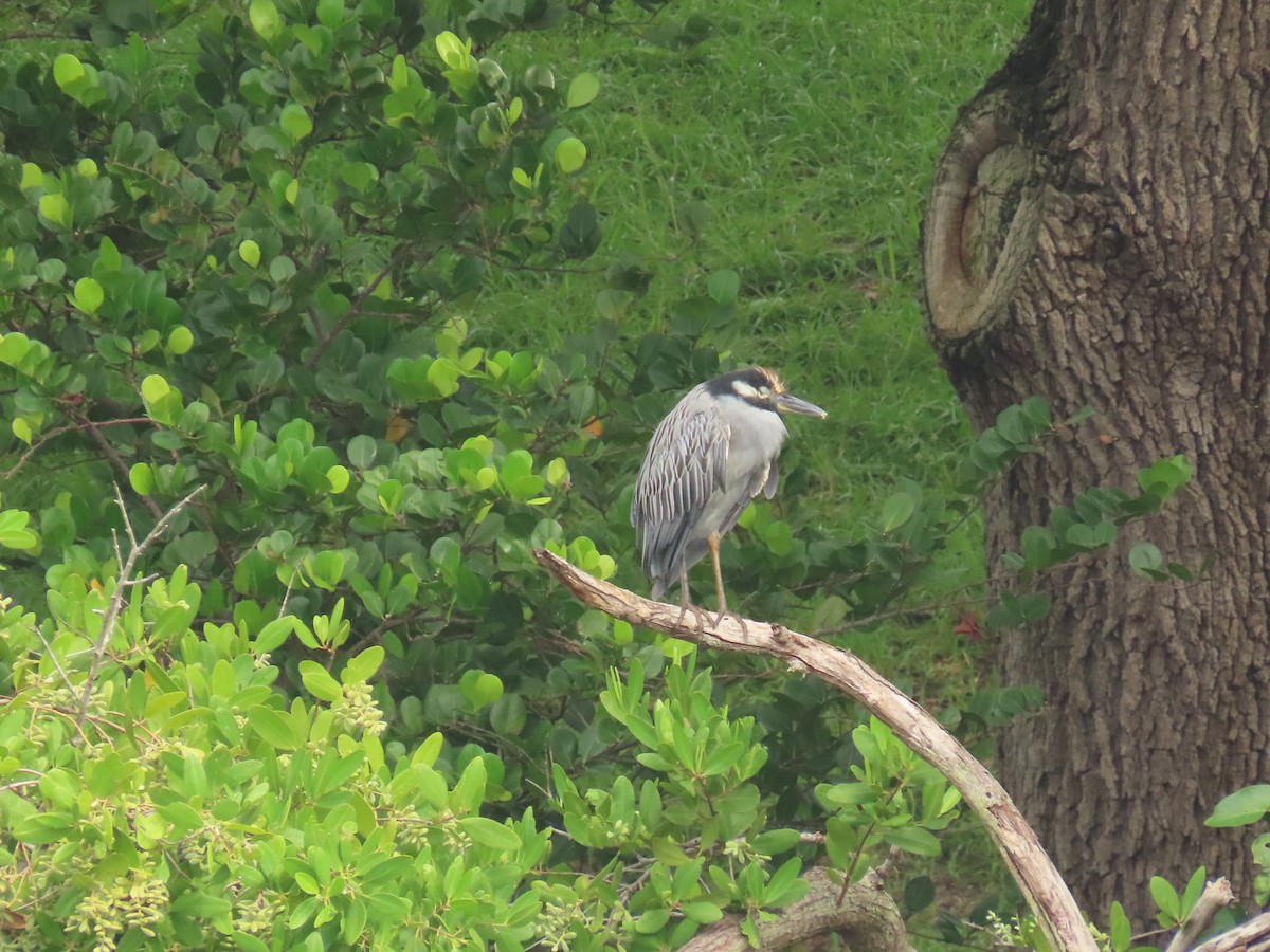 Yellow-crowned Night Heron - ML642027612