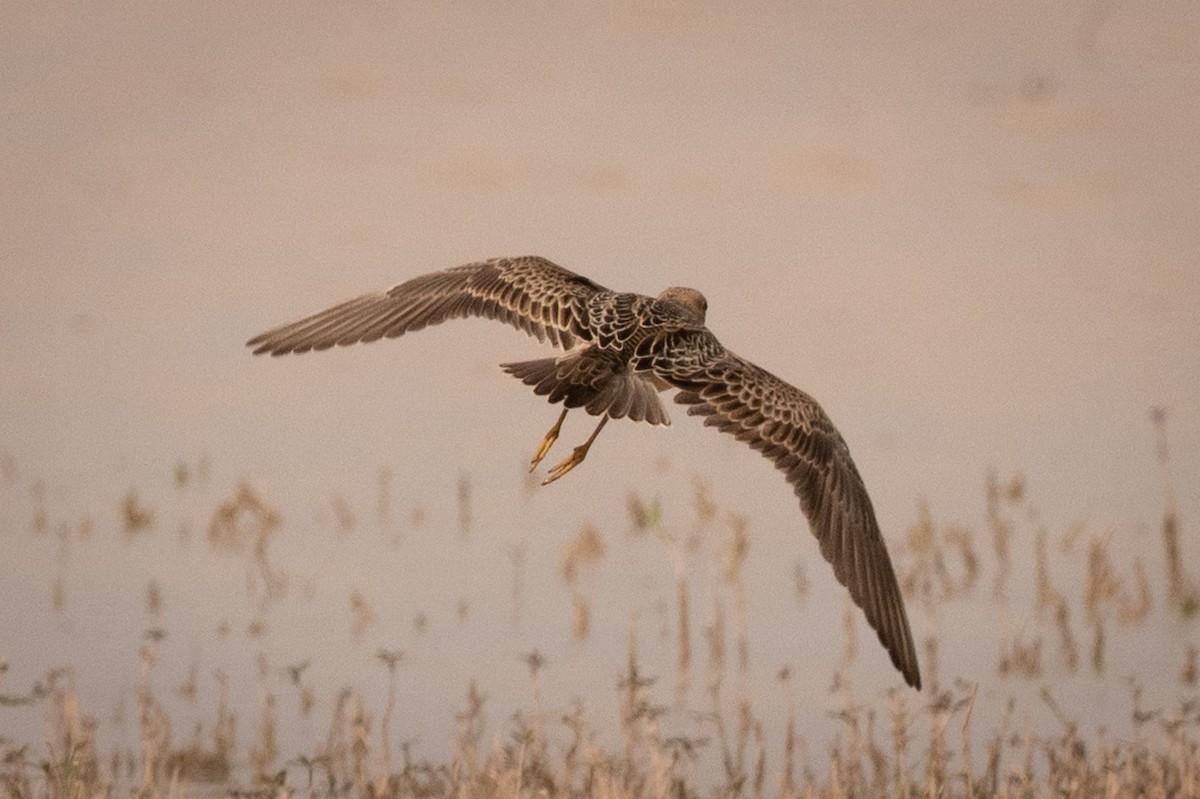 Buff-breasted Sandpiper - ML642027629