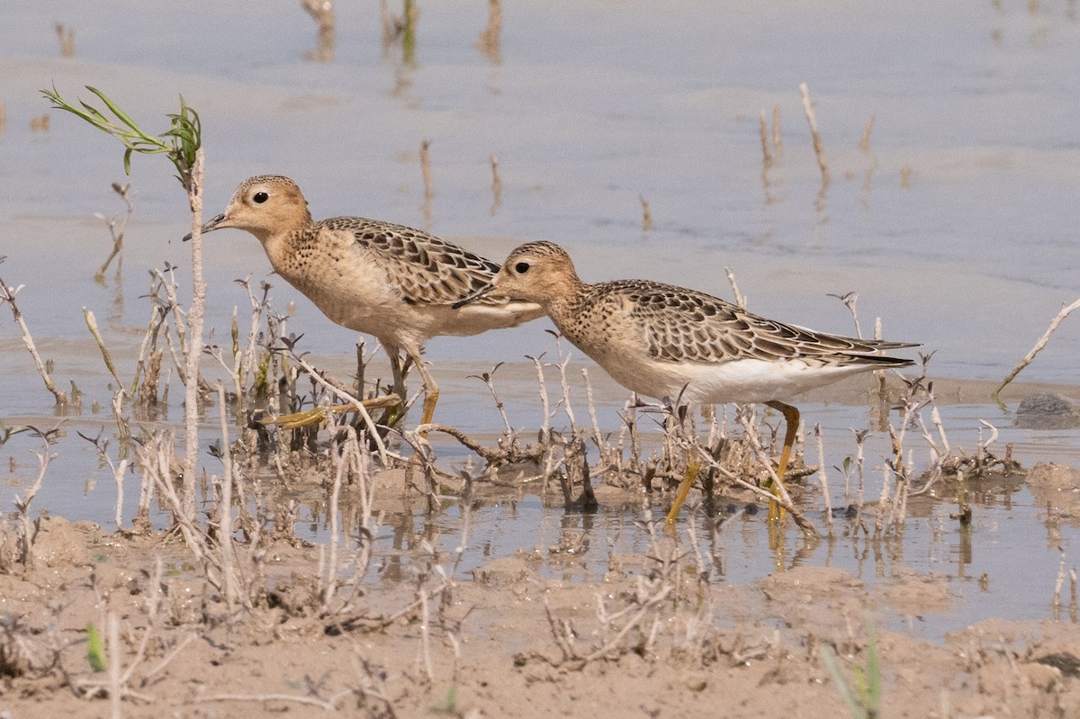 Buff-breasted Sandpiper - ML642027630