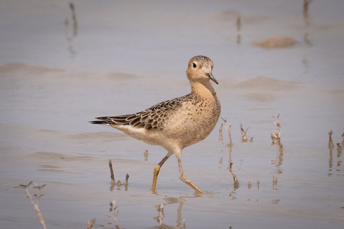 Buff-breasted Sandpiper - ML642027631