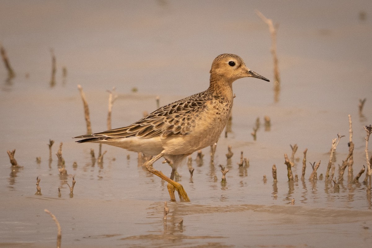 Buff-breasted Sandpiper - ML642027632