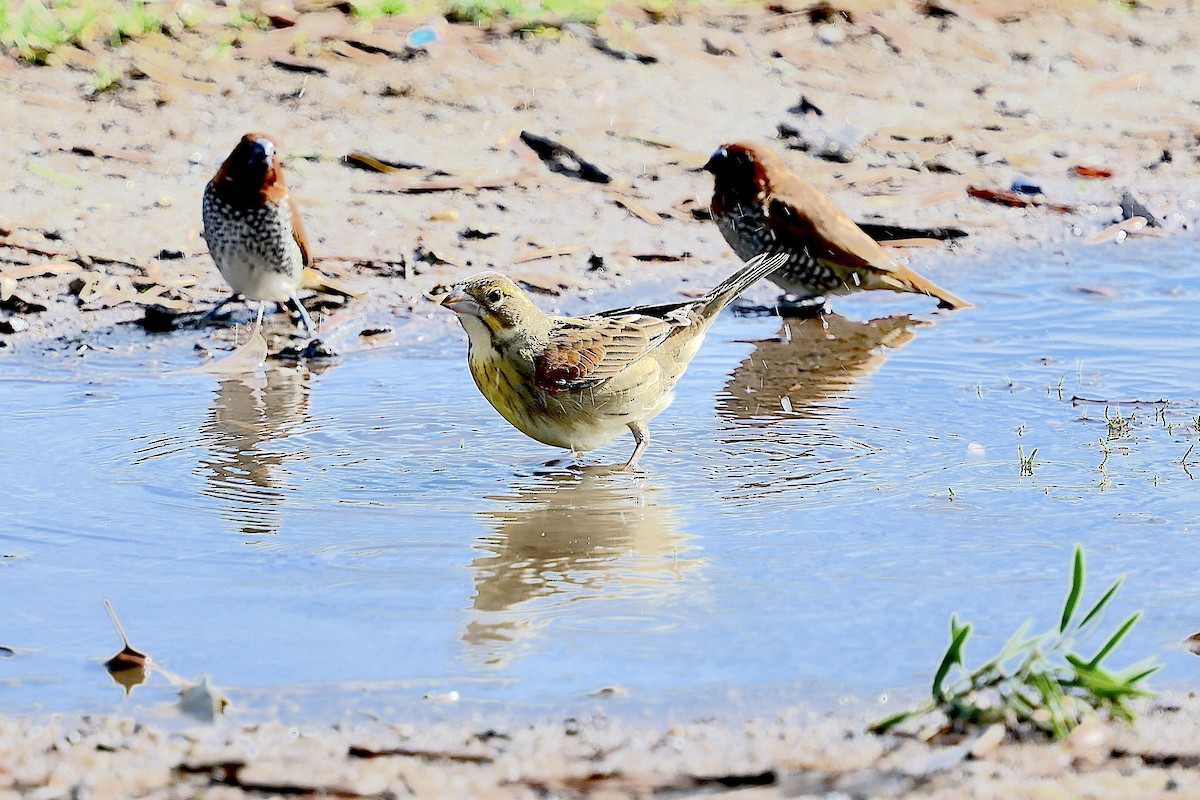 Dickcissel - ML642027657