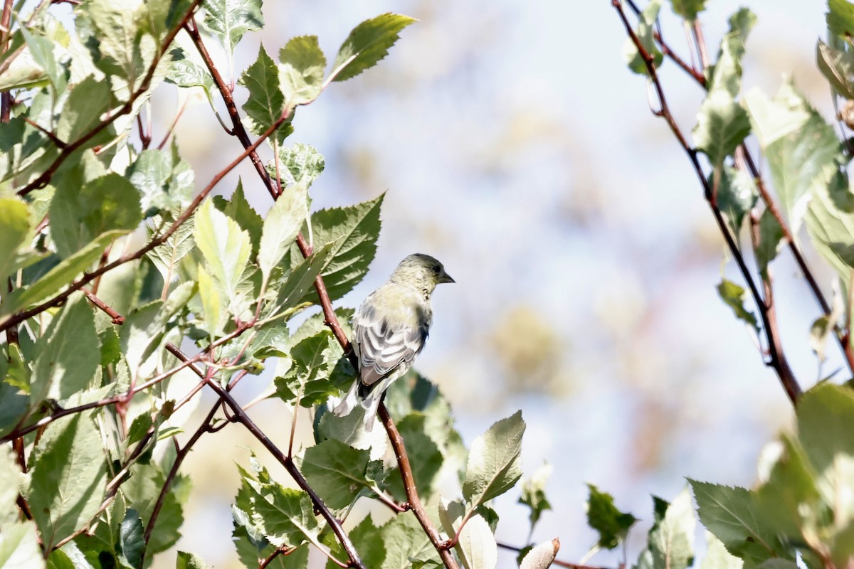 Lesser Goldfinch - ML642027659