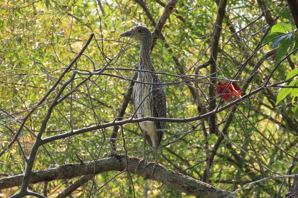 Yellow-crowned Night Heron - ML642027665