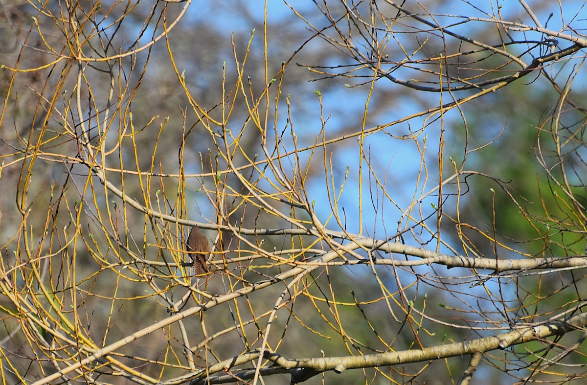 Southern House Wren - ML642027683