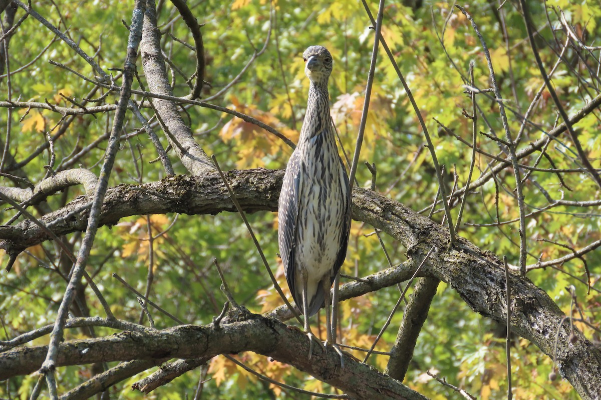 Yellow-crowned Night Heron - ML642027689