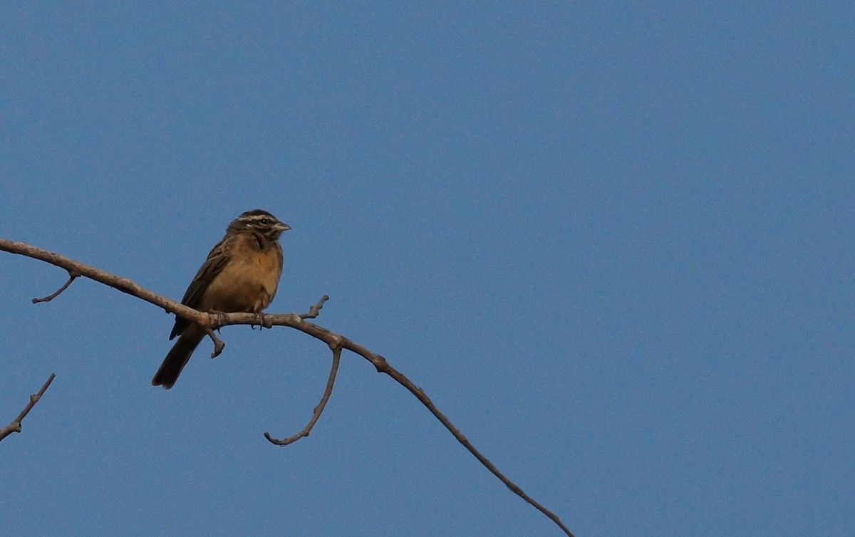 Cinnamon-breasted Bunting - ML642027691