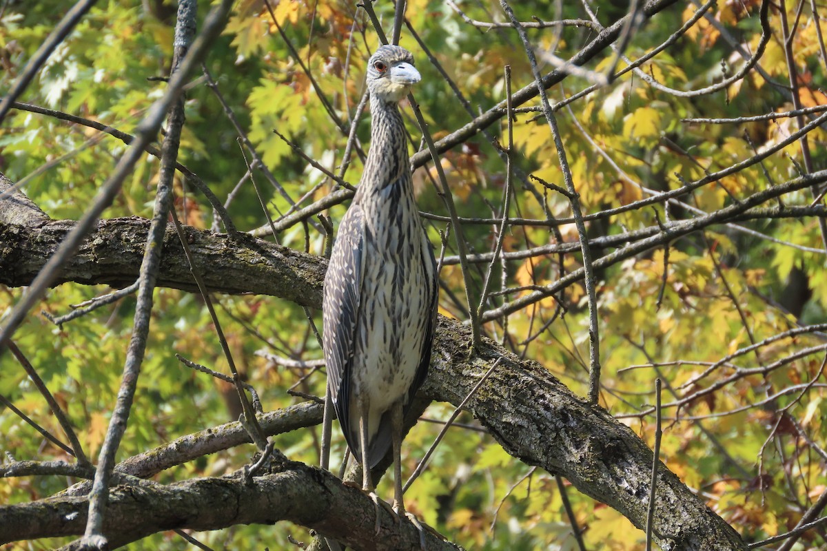 Yellow-crowned Night Heron - ML642027701