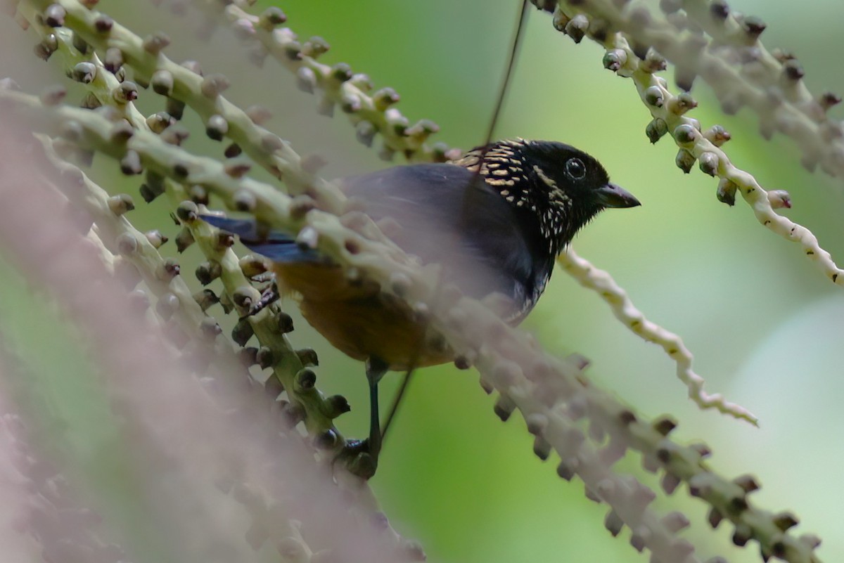 Spangle-cheeked Tanager - ML642027709