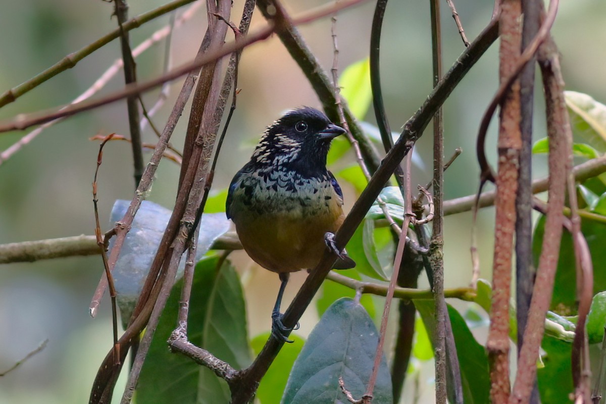 Spangle-cheeked Tanager - ML642027710