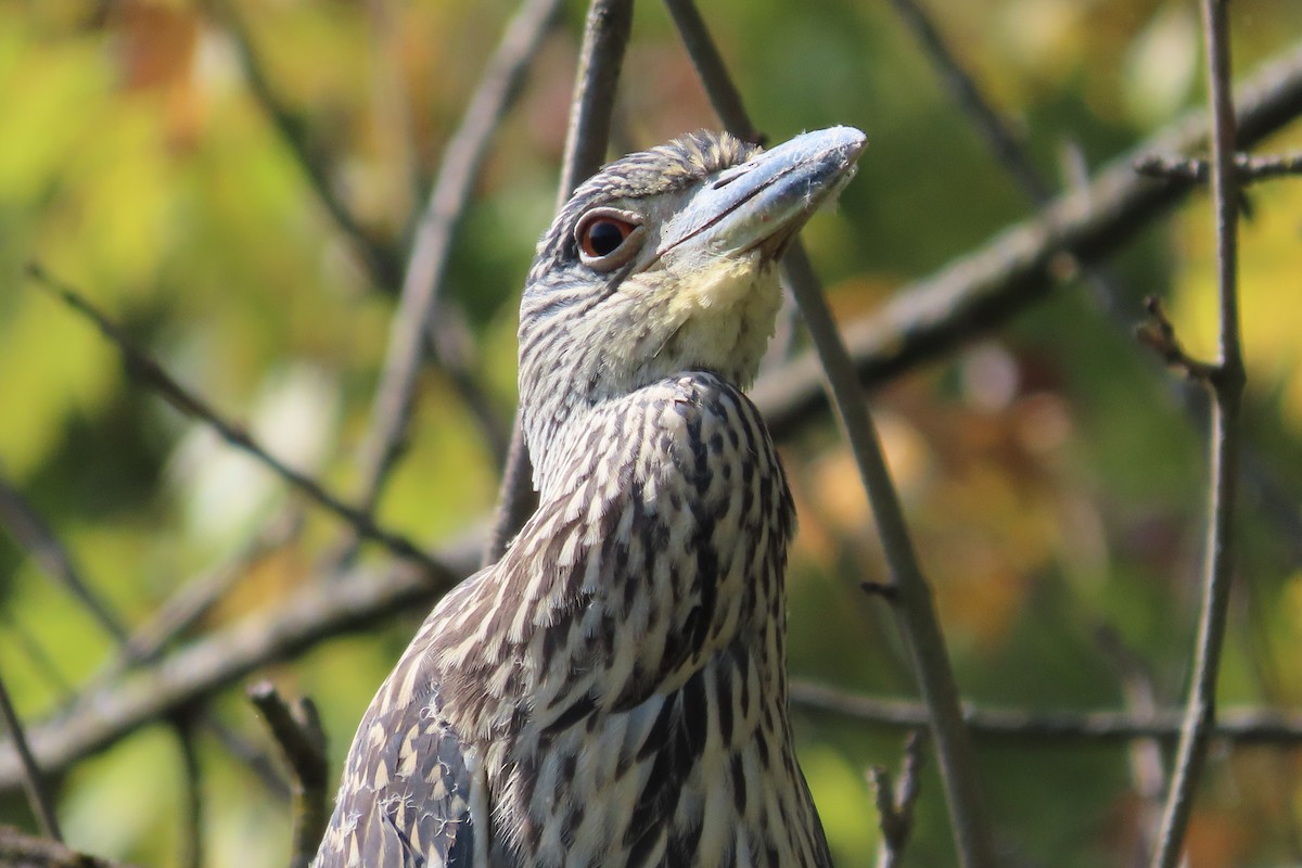 Yellow-crowned Night Heron - ML642027712