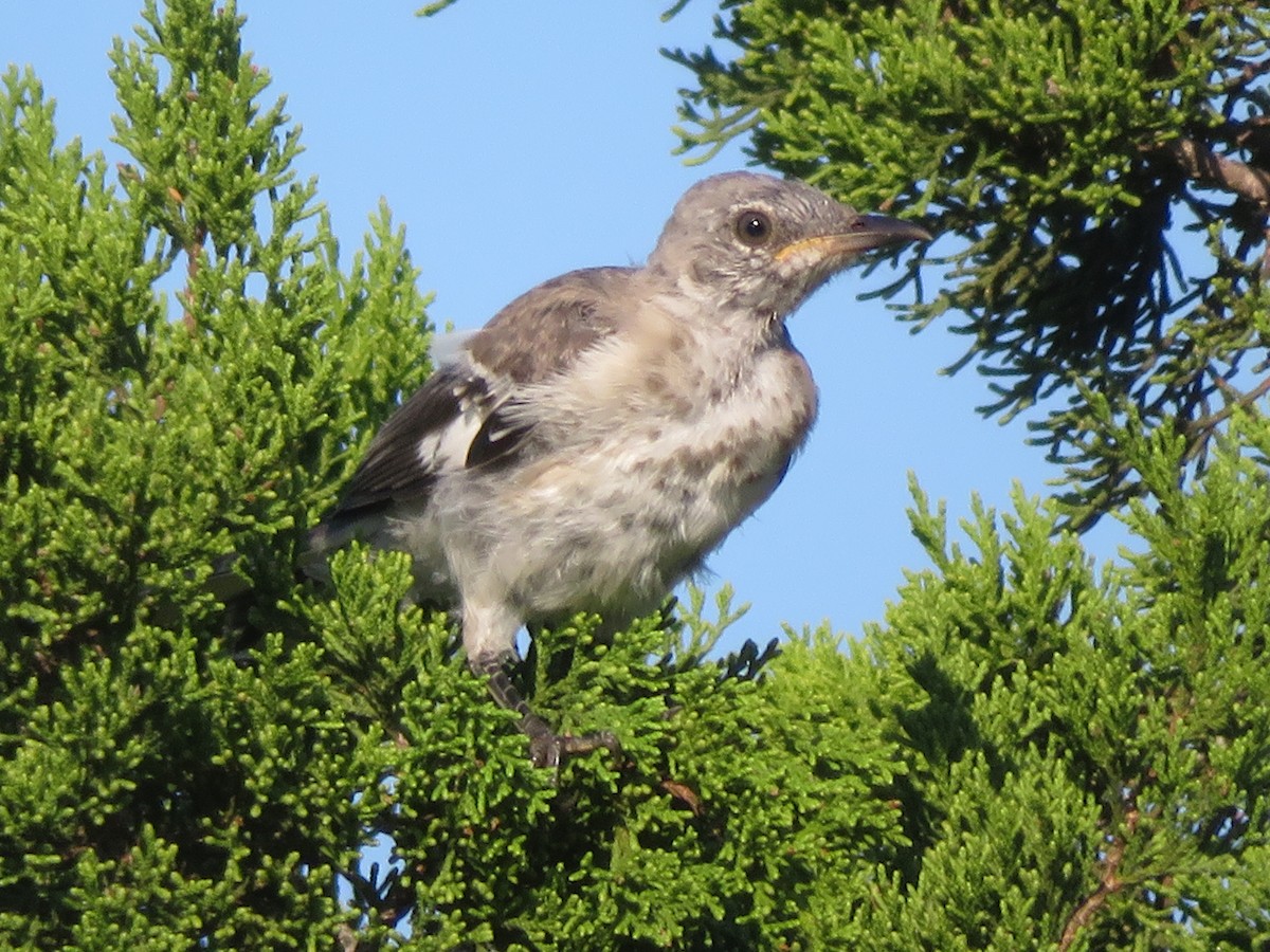 Northern Mockingbird - ML642027714