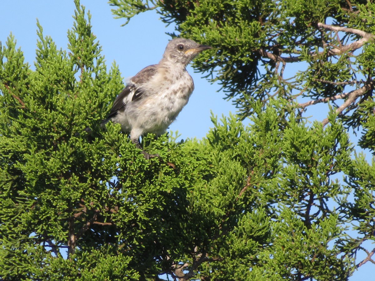 Northern Mockingbird - ML642027715