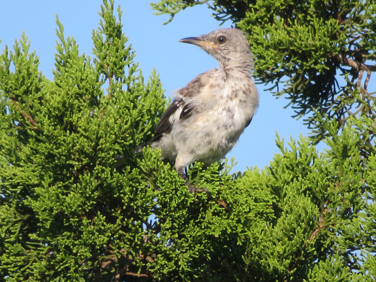 Northern Mockingbird - ML642027716