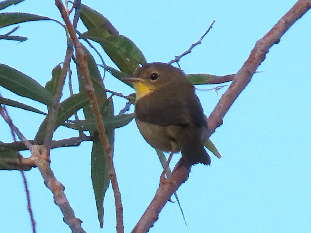 Common Yellowthroat - ML642027722
