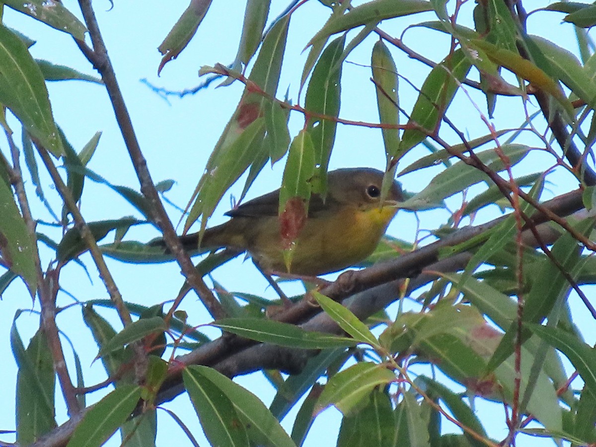 Common Yellowthroat - ML642027723