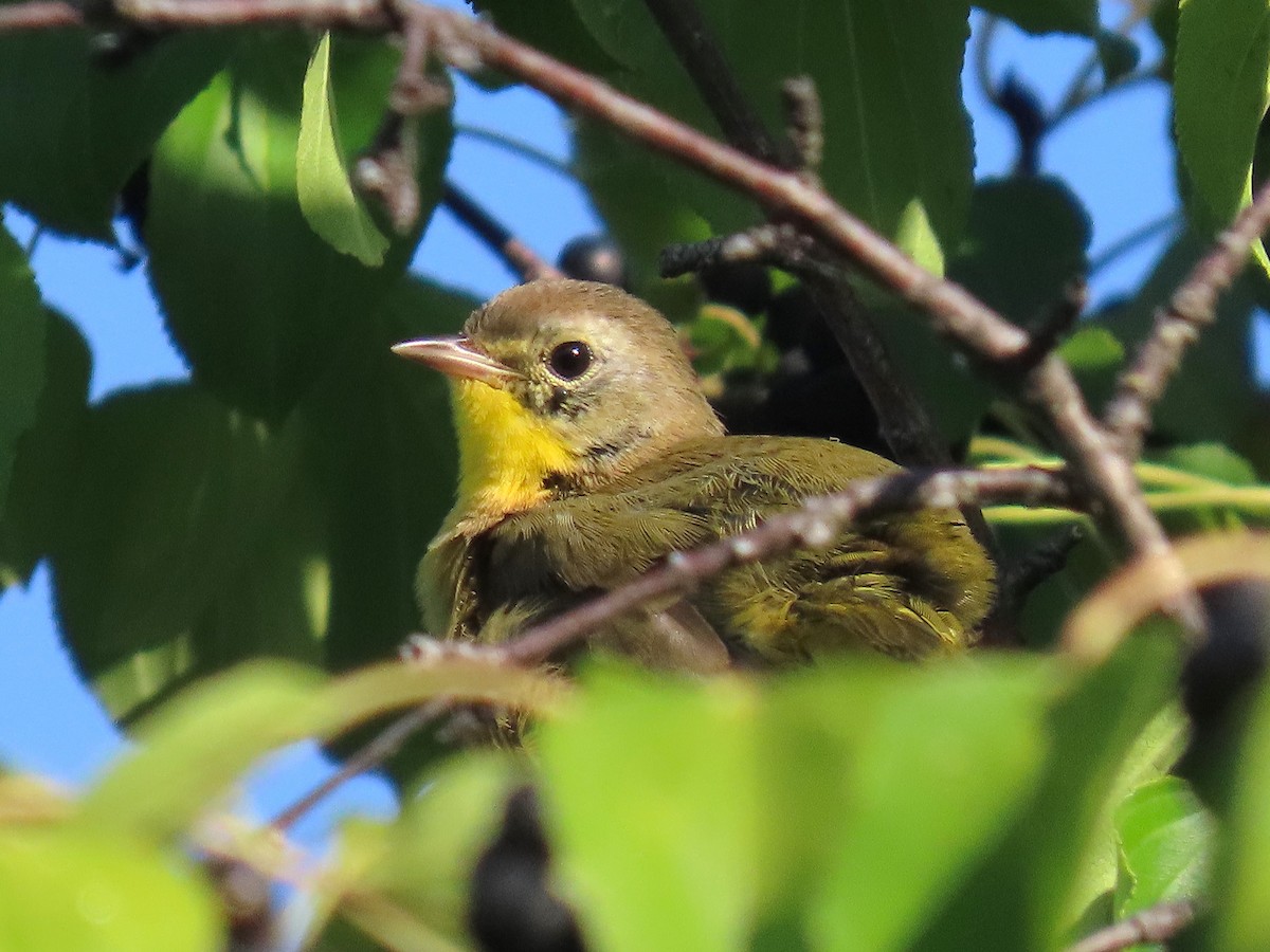 Common Yellowthroat - ML642027724