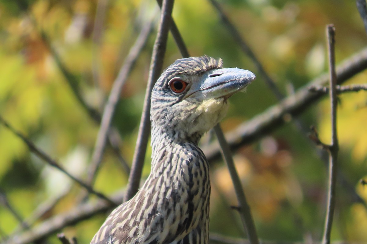 Yellow-crowned Night Heron - ML642027727