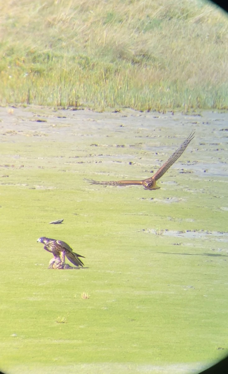 Peregrine Falcon - ML642027737