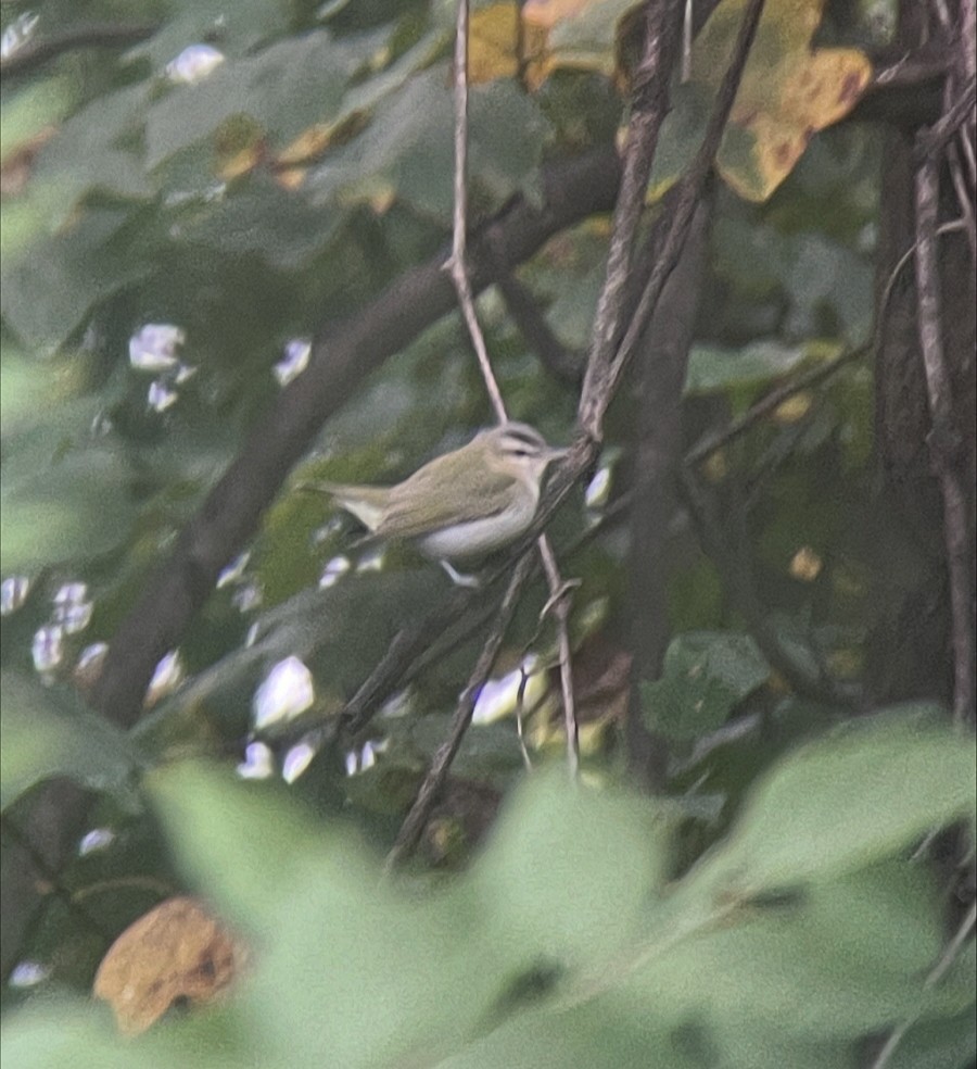 rødøyevireo - ML642027738