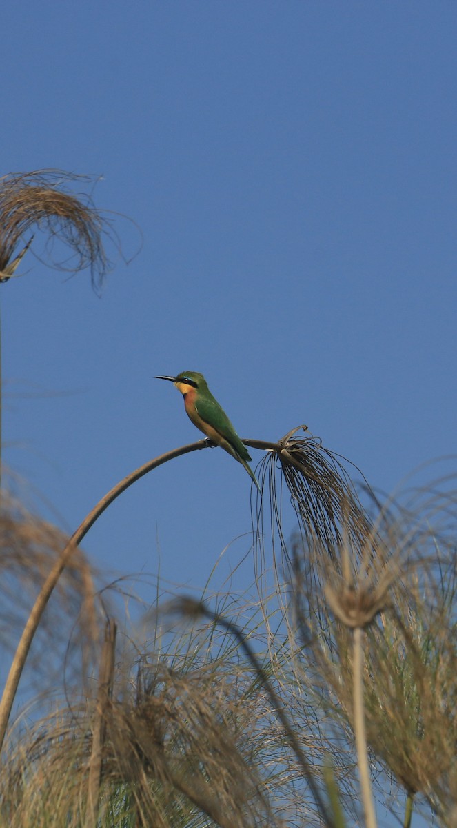 Little Bee-eater - ML642027754