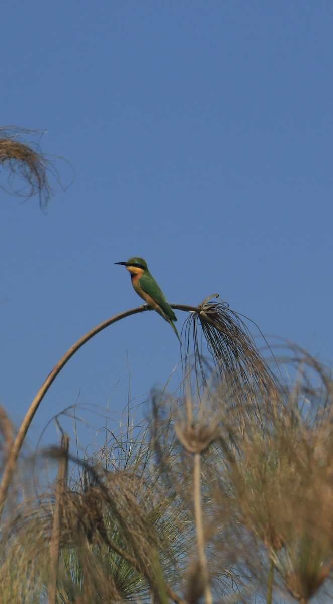 Little Bee-eater - ML642027760