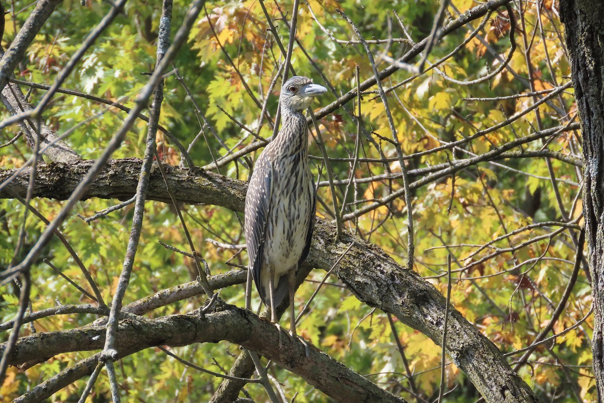 Yellow-crowned Night Heron - ML642027761