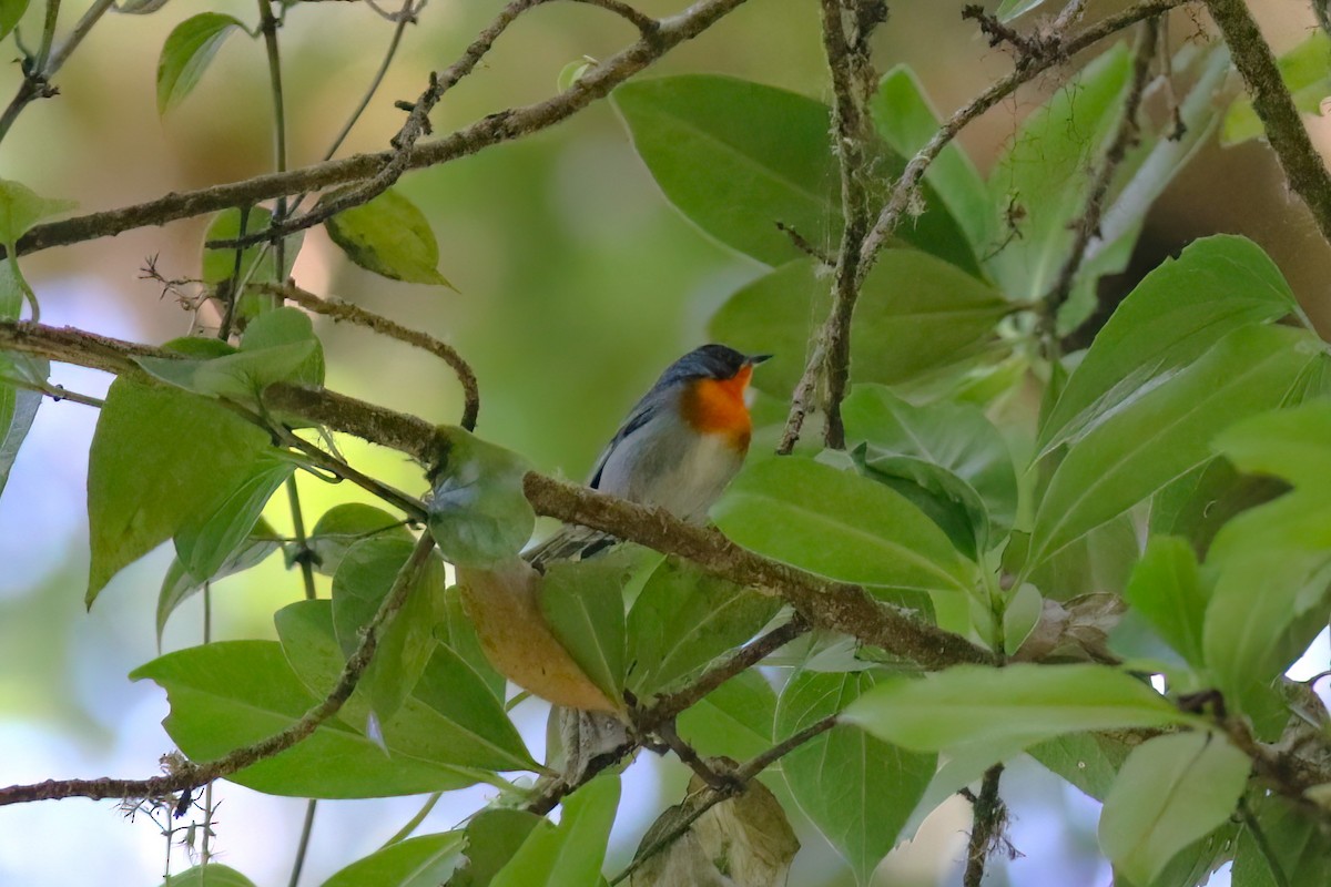Flame-throated Warbler - ML642027762