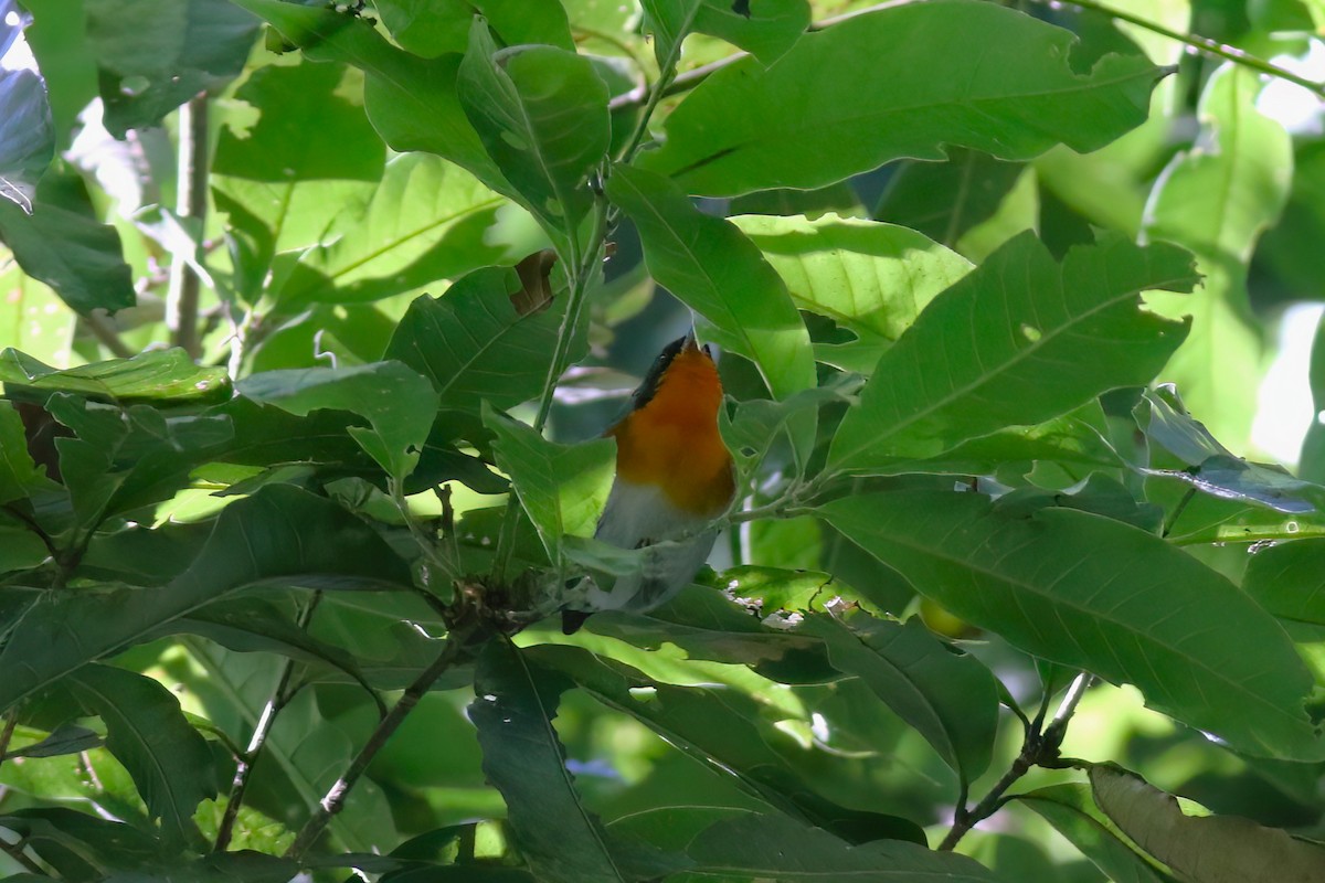 Flame-throated Warbler - ML642027763