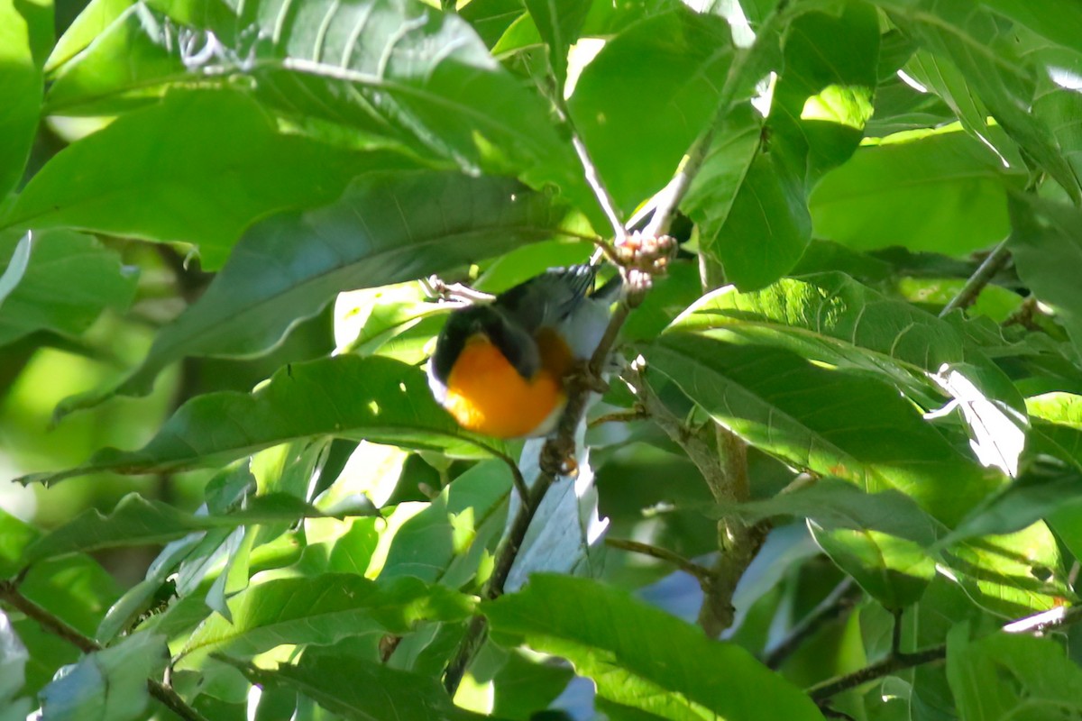 Flame-throated Warbler - ML642027764