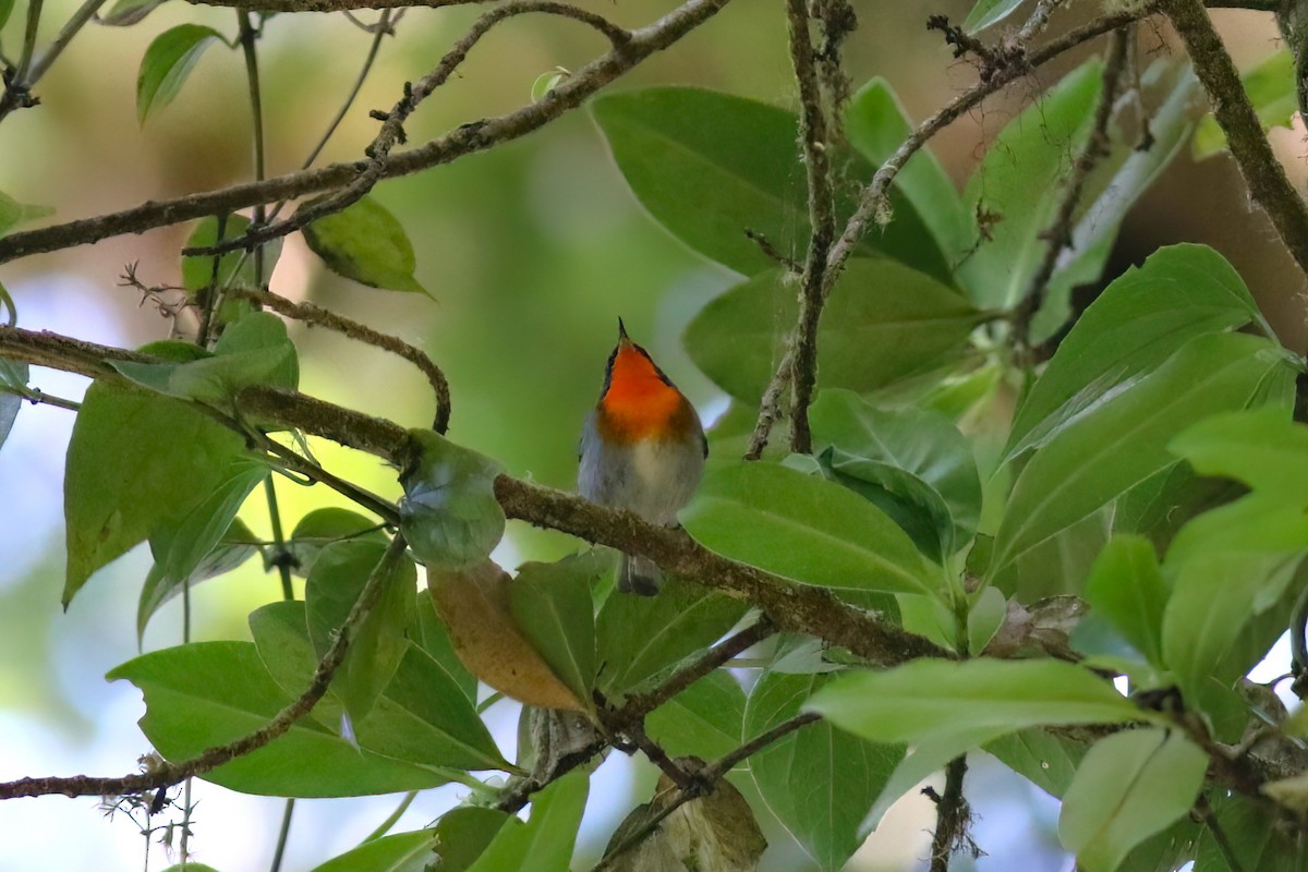 Flame-throated Warbler - ML642027765