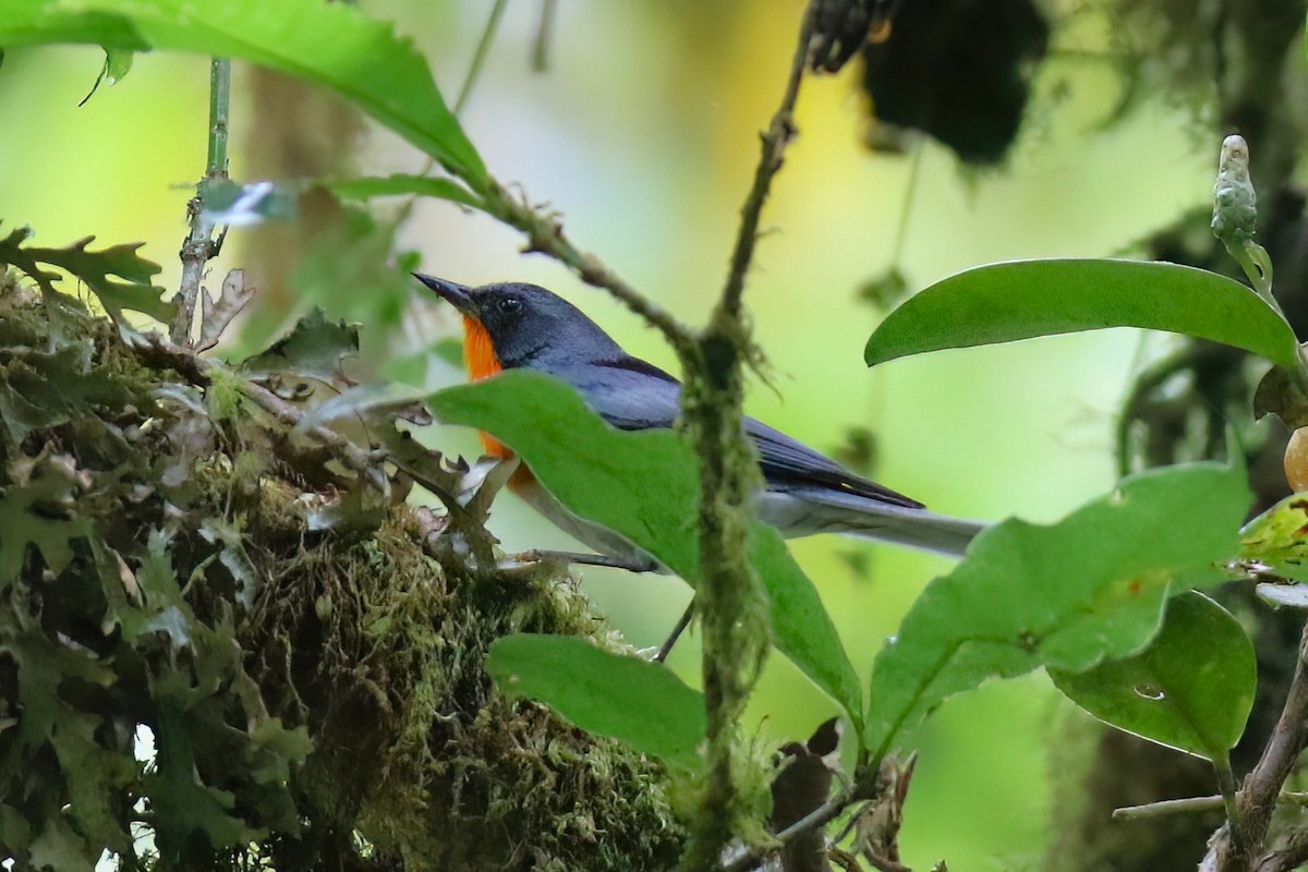 Flame-throated Warbler - ML642027766
