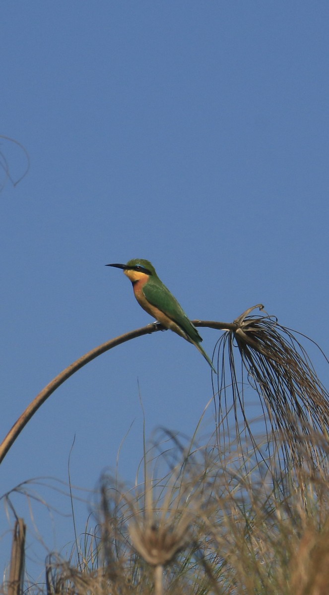 Little Bee-eater - ML642027767