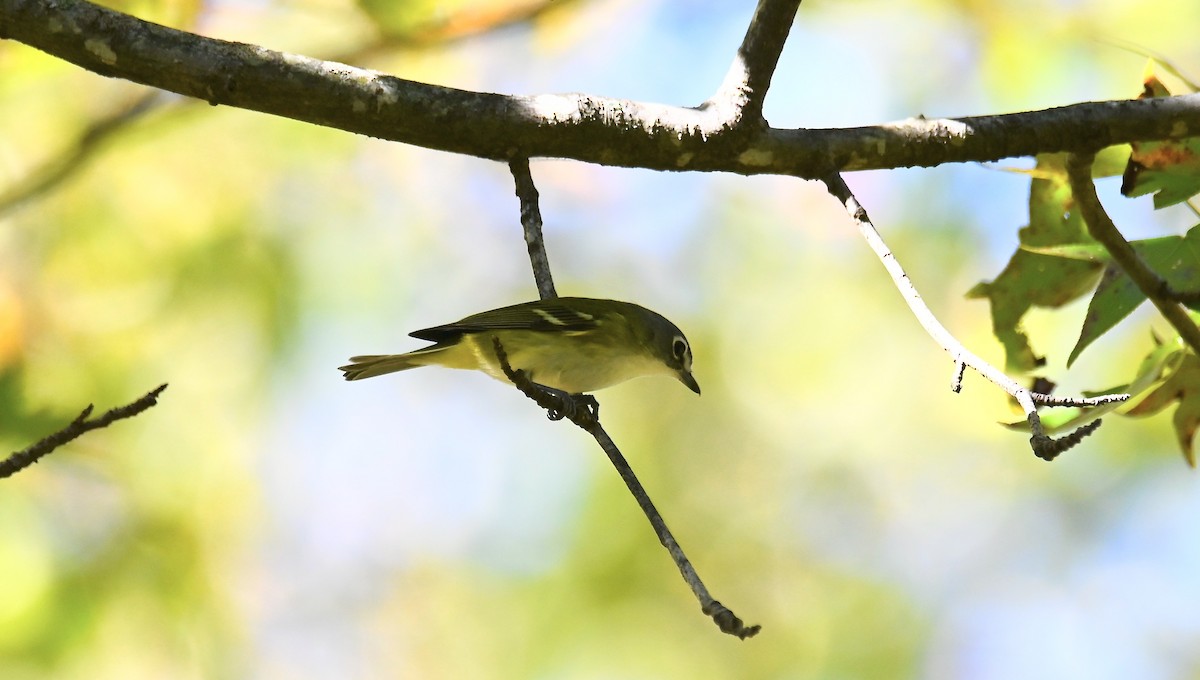 Blue-headed Vireo - ML642027771