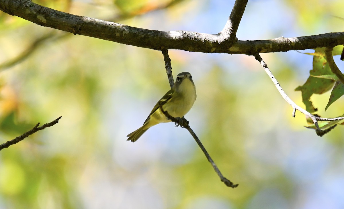 Blue-headed Vireo - ML642027772