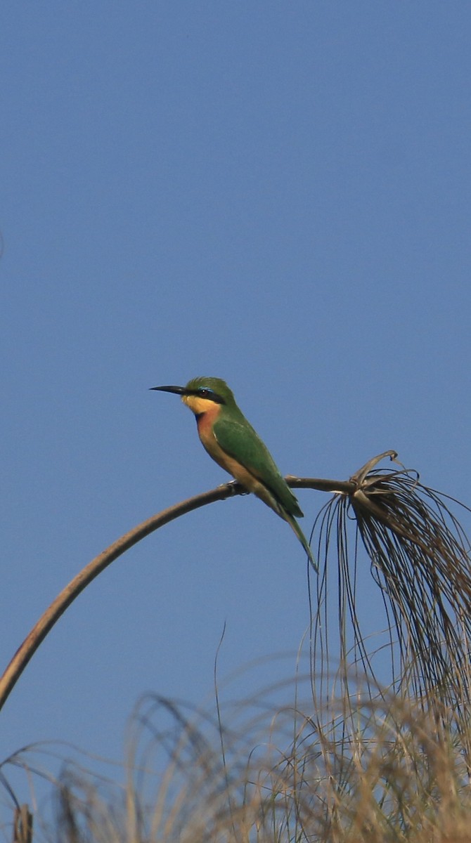 Little Bee-eater - ML642027773