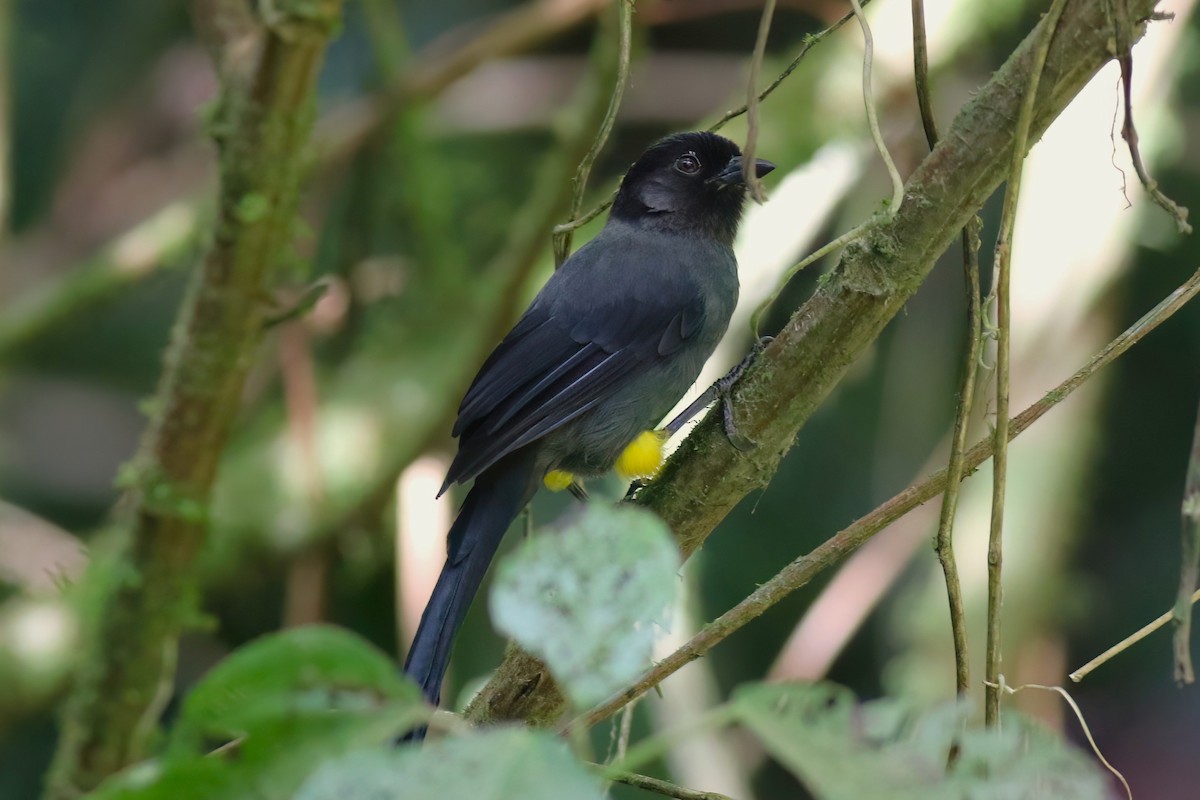 Yellow-thighed Brushfinch - ML642027777