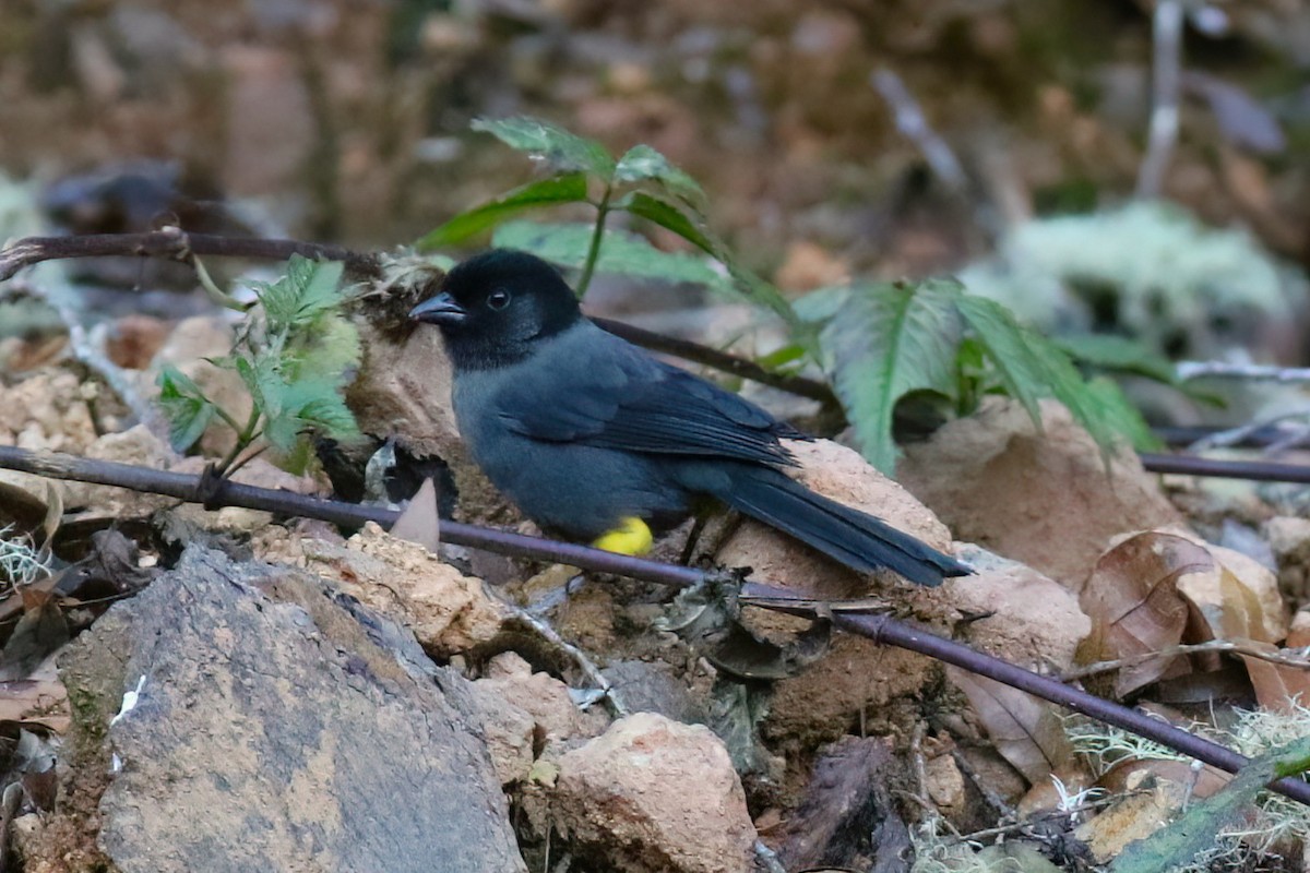 Yellow-thighed Brushfinch - ML642027778